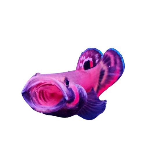 WhatsApp_Image_2024-05-30_at_13.25.06-removebg-preview